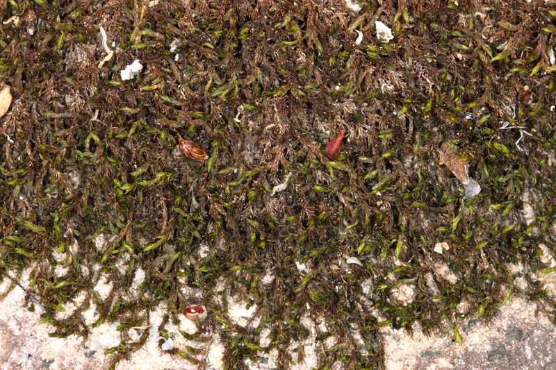 Racomitrium affine
